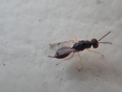 Megastigmidae