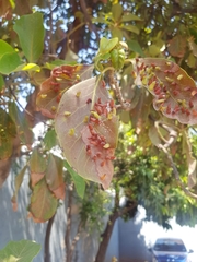 Eriophyes cerasicrumena