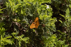 Speyeria callippe macaria