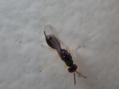 Megastigmidae