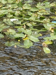 Nuphar advena image