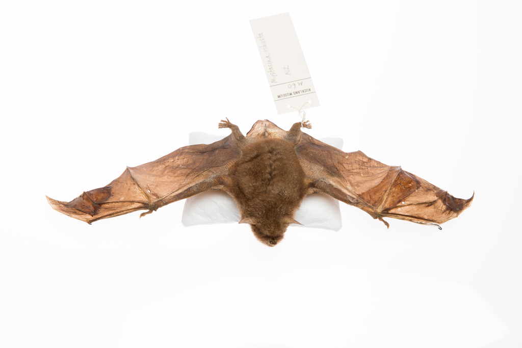 New Zealand Greater Short-tailed Bat