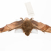 New Zealand Greater Short-tailed Bat - Photo (c) Auckland Museum, some rights reserved (CC BY)