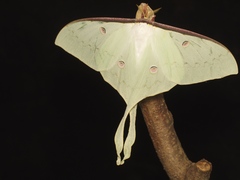 Actias sinensis