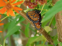 Danaus gilippus