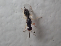 Megastigmidae