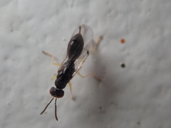 Megastigmidae