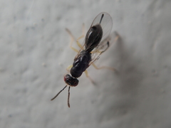 Megastigmidae