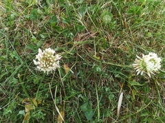 Trifolium repens