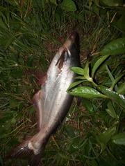 Pangasius pangasius