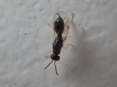 Megastigmidae
