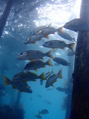 Lutjanus monostigma