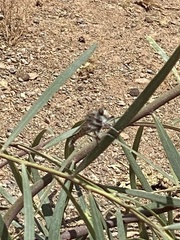 Promachus consanguineus