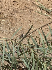 Promachus consanguineus