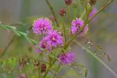 Mimosa hystricina