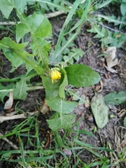 Taraxacum officinale