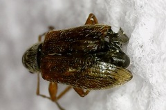 Phyllobius oblongus