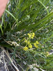 Cymopterus petraeus
