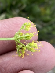 Cymopterus petraeus