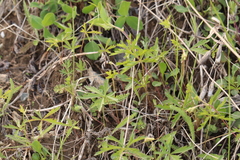 Potentilla flagellaris