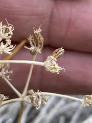 Cymopterus petraeus