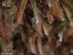 Caulerpa webbiana