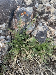 Cymopterus petraeus