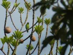 Brotogeris jugularis