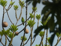 Brotogeris jugularis