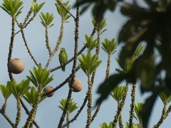 Brotogeris jugularis