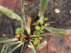 Euphorbia silenifolia