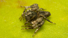 Hamataliwa rostrifrons