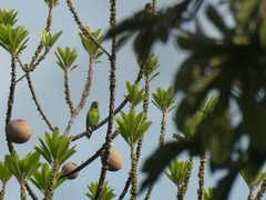 Brotogeris jugularis