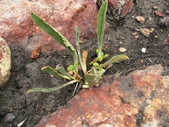 Euphorbia silenifolia