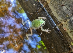 Hyla japonica
