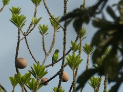 Brotogeris jugularis