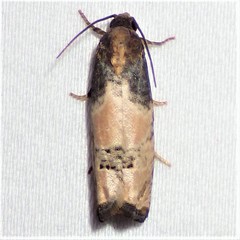 Epiblema desertana