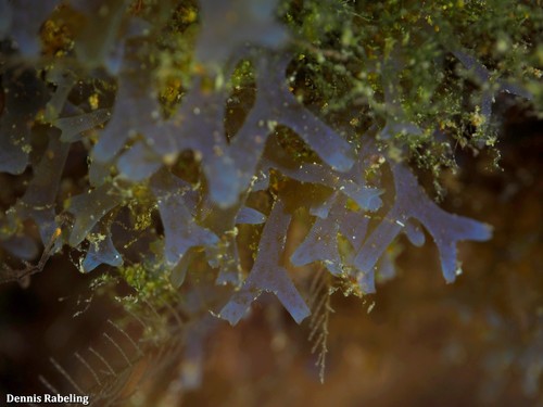 Dictyota friabilis observed 2019-12-20