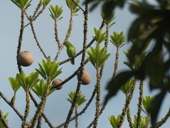 Brotogeris jugularis