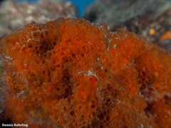 Phorbas fictitius