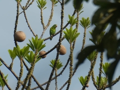 Brotogeris jugularis