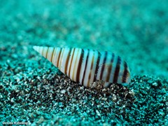 Pyramidella dolabrata