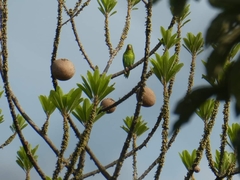 Brotogeris jugularis