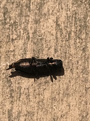 Spectralia robusta