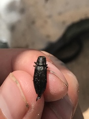 Spectralia robusta