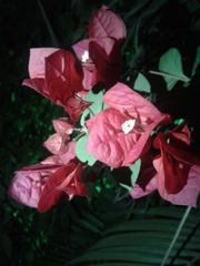 Bougainvillea