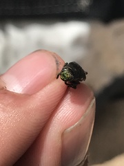 Spectralia robusta