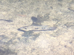 Herichthys carpintis