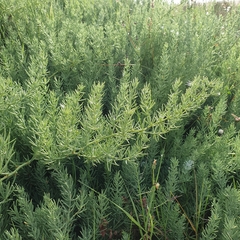 Asparagus macrorrhizus