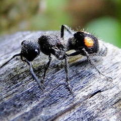 Hoplomutilla